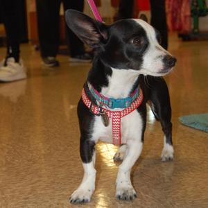 Roxie adopted