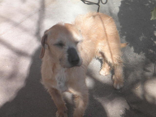 Sandy