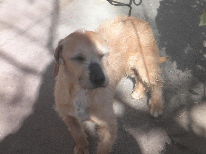 Sandy