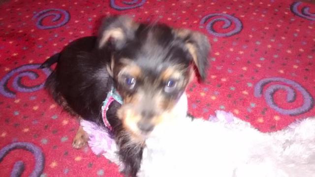 Mr. Darcy