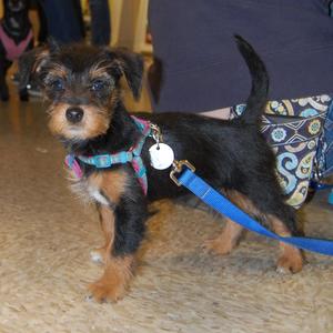 Mr. Darcy - Adopted!