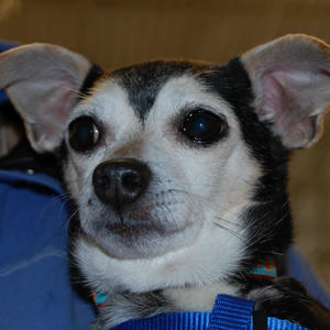 Ned - Adopted!