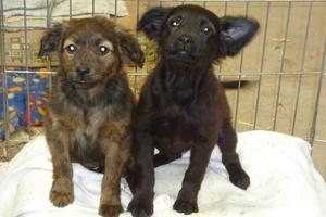 Goliath and Shea