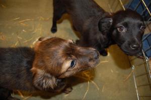 Goliath and Shea