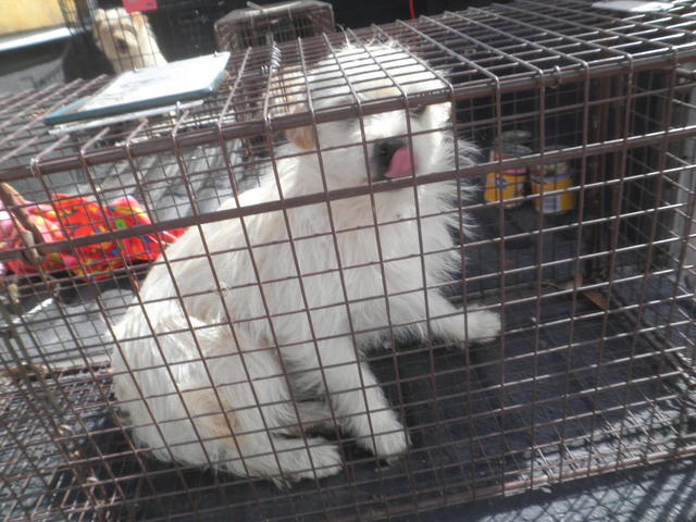 Mickey