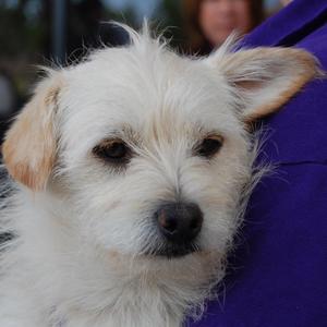 Mickey - Adopted!