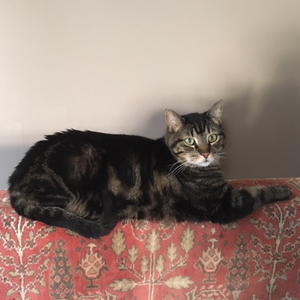 Sasha - Adopted