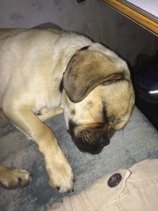 Otis