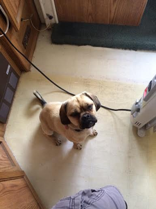 Otis