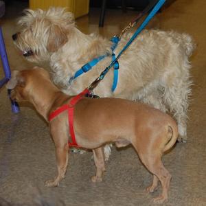Peaches and Pierce
