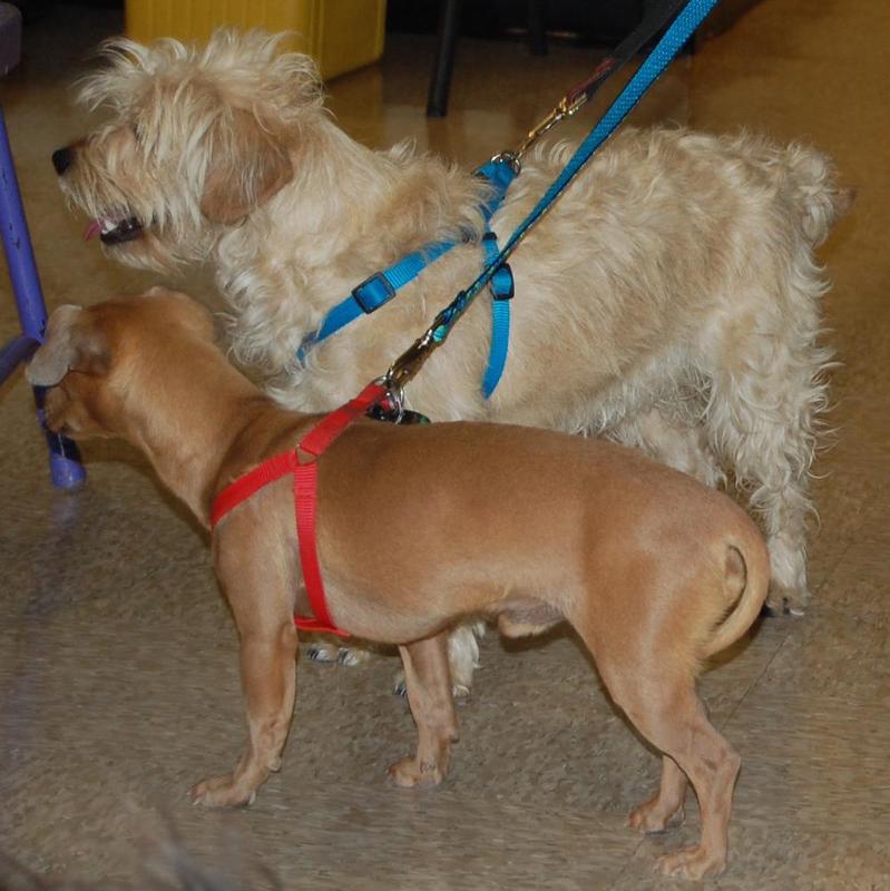 Peaches and Pierce
