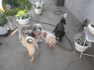 Odie and friends