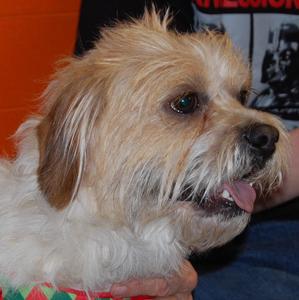 Odie - Adopted!