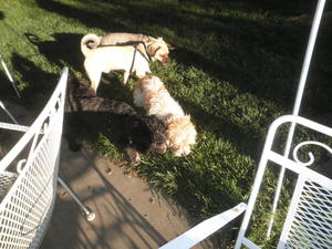 Odie and friends