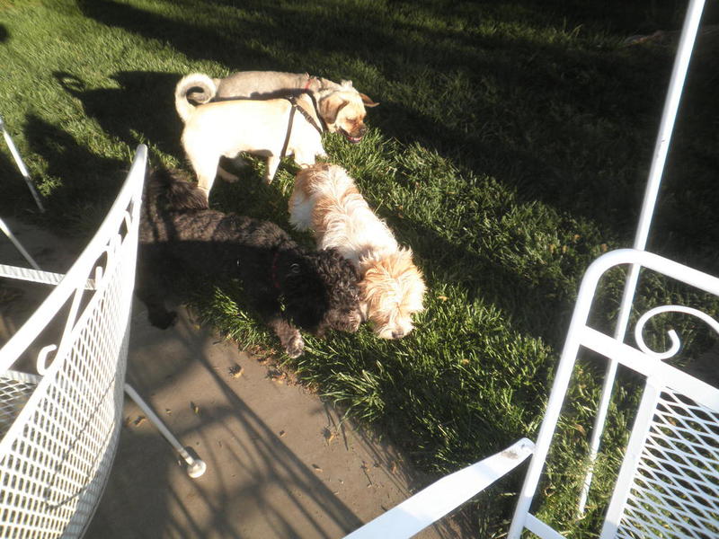 Odie and friends