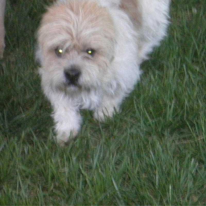 Odie