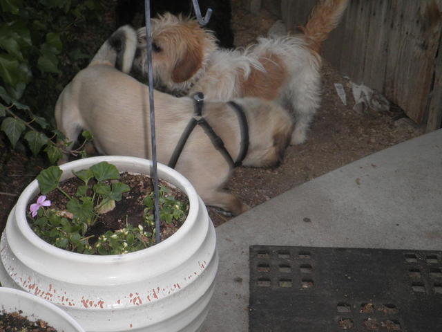 Odie and friends