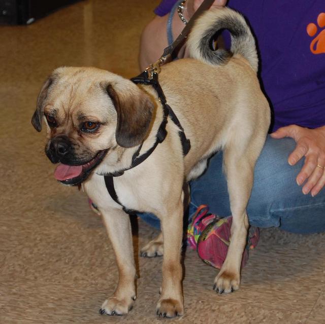 Otis