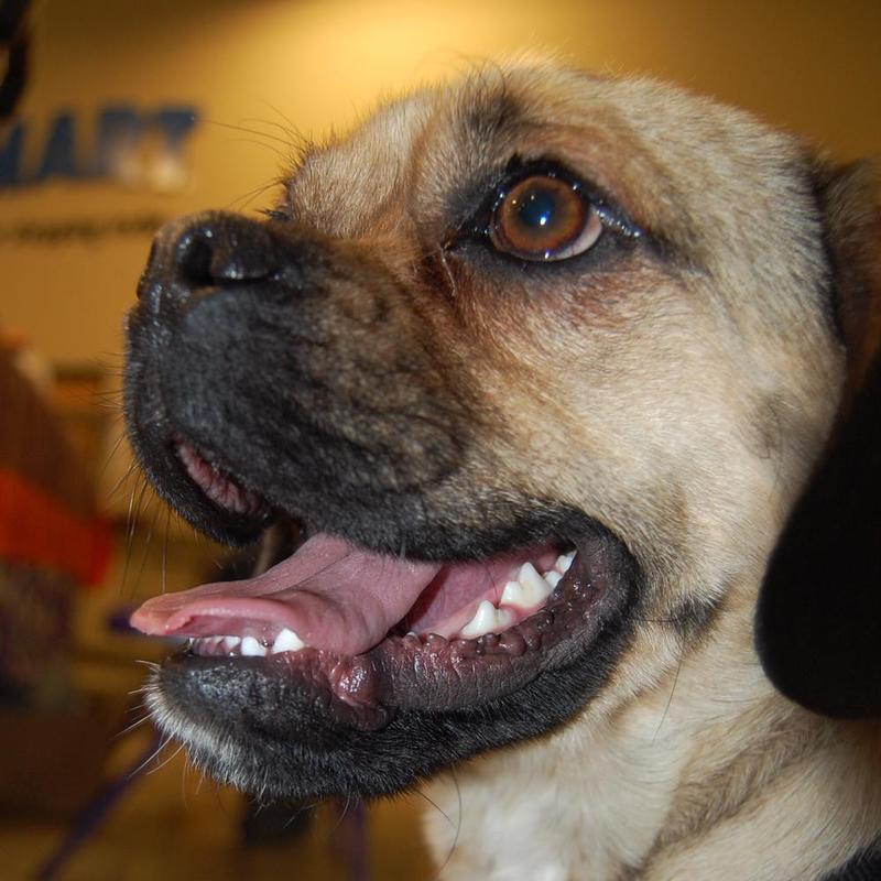 Otis