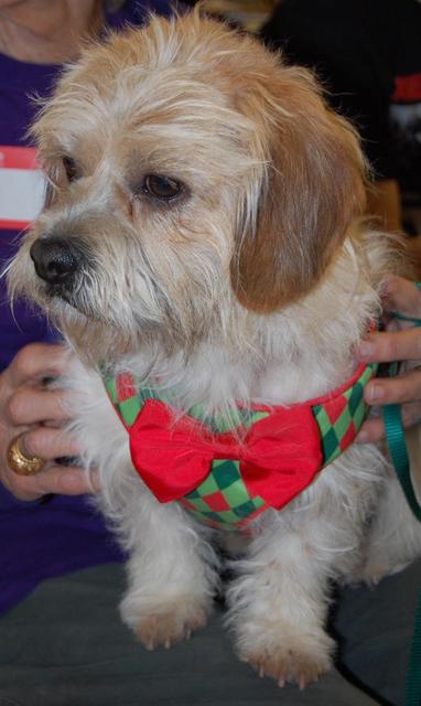 Odie