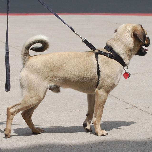 Otis26FullSizeRender
