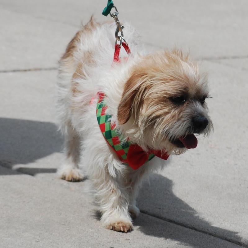 Odie