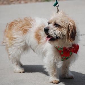 Odie