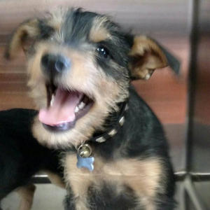 Prince - Adopted!