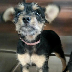 Princess - Adopted!