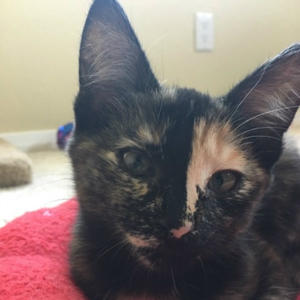 Poppy Pomfrey - "Harry Potter Kitten" - Adopted