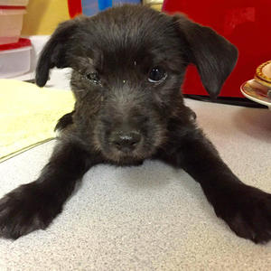 Peeper - Adopted