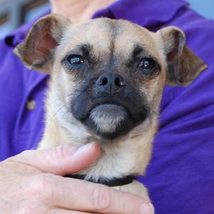 Mister - Adopted