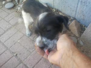 Cesar