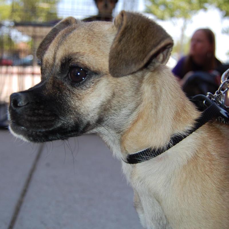 Mister
