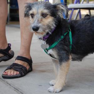 Molly - Adopted!