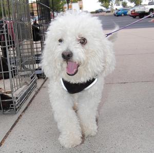 Cesar the Bichon -  Adopted!