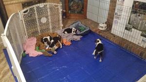 Mollys Pups