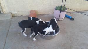 Mollys Puppies