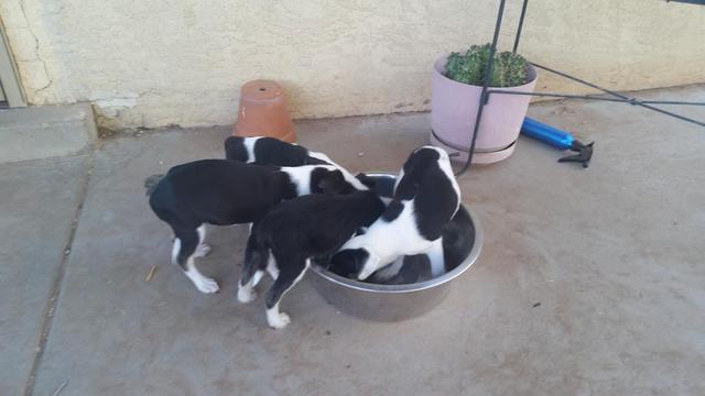 Mollys Puppies