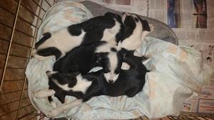 Mollys Pups