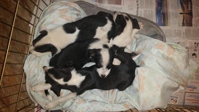 Mollys Pups