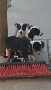 Mollys Pups