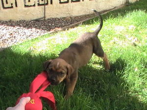 BanditPlayTug