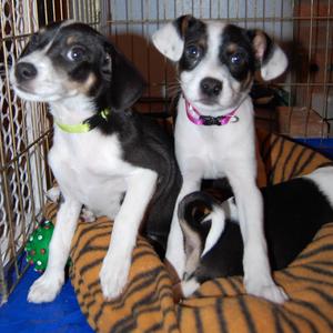Mollys puppies