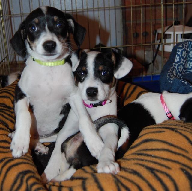 Mollys pups