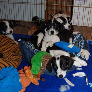 Mollys pups