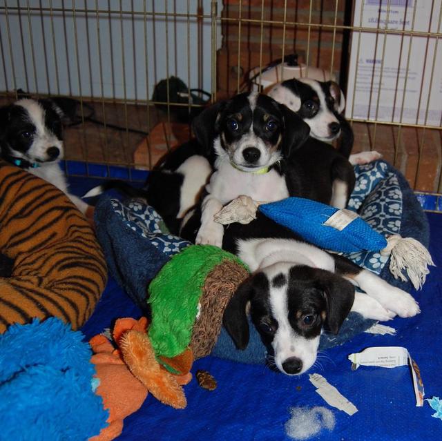 Mollys pups