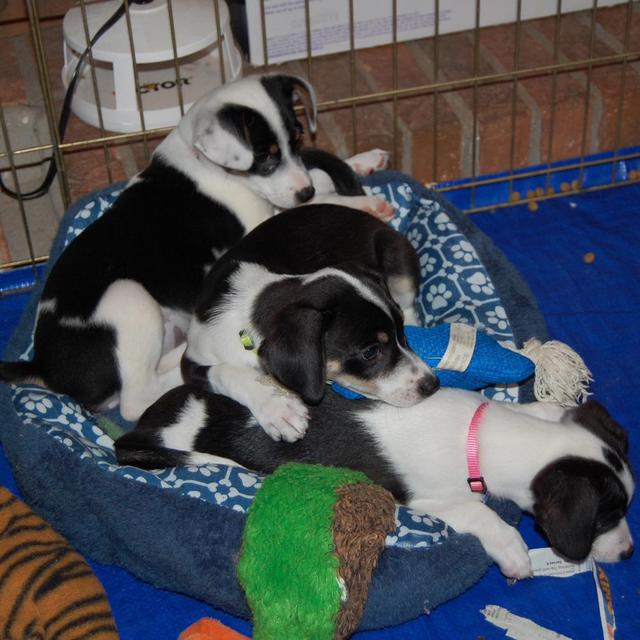 Mollys pups