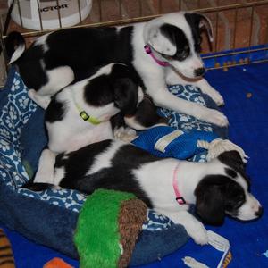 Mollys pups