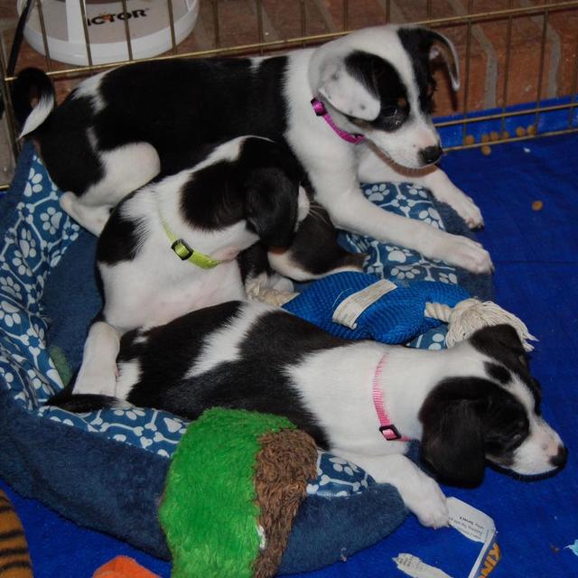 Mollys pups